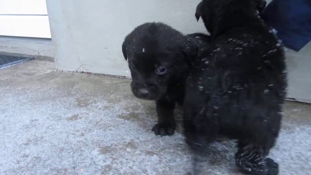 Catelusi labrador metis de 1 luna,cautam urgent stapani iubitori смотреть онлайн