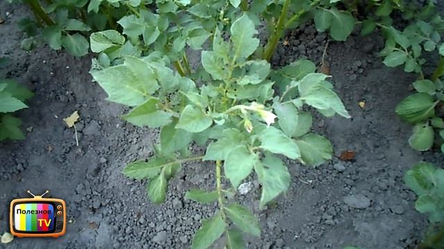 СУПЕР СРЕДСТВО В БОРЬБЕ С КОЛОРАДОМ САМ ПОПРОБОВАЛ И ВАМ РЕКОМЕНДУЮ смотреть онлайн