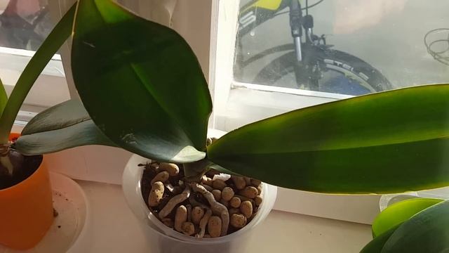 Как увлажнить воздух вокруг орхидей возле батареи смотреть онлайн