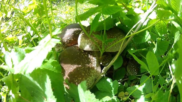 БЛОКИ ДЛЯ ВЫРАЩИВАНИЯ ШИИТАКЕ смотреть онлайн