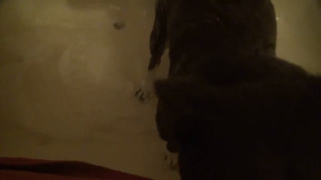 Leroy's Warm Bath - Sony Handycam HDR CX560 смотреть онлайн