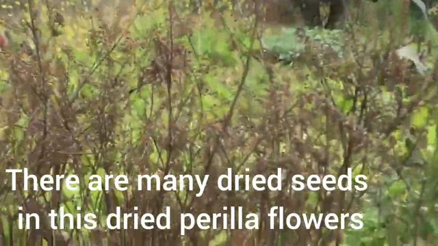 Gardening By Harvest The Ginger And Turmenic/gardening Girl/Jang Care.