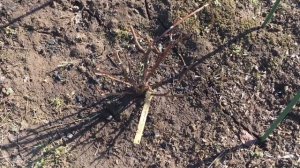 Обработка роз весной| Хом лучшее средство от вредителей|Обрабатываем розы ?