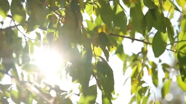 27 июня - Дарит счастье каждому | Лунный Календарь смотреть онлайн