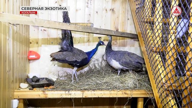 Павлины поселились в Когалыме смотреть онлайн