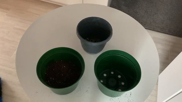 Growing Monstera Deliciosa from Seed Indoors смотреть онлайн