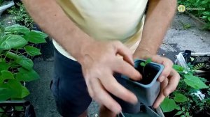 Как вырастить эводию из семян?!