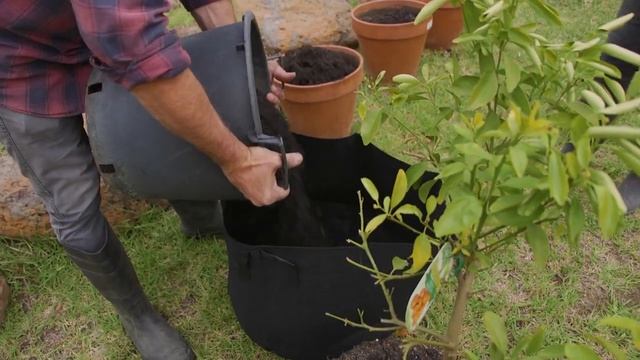 Re-potting citrus trees and inspecting their root system смотреть онлайн