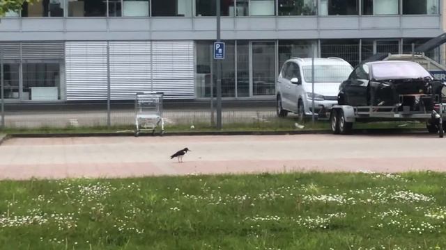 Залетные какие-то птички)  Ps. Austernfischer/Кулик-сорока