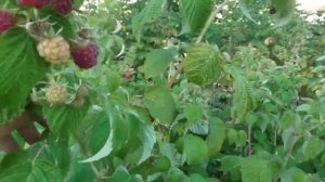 Малина Джоан Джей (Joan J) - плодоношение 3-летнего куста