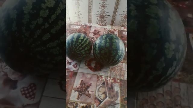 Два арбуза от соседей,как с куста. смотреть онлайн