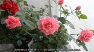 Почему желтеют листья у комнатной розы в домашних условиях