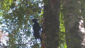 Лесной житель