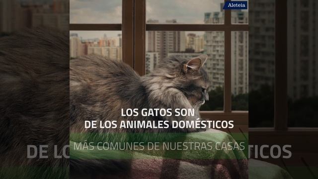 ¿A quién puedes rezarle por tu gato? смотреть онлайн