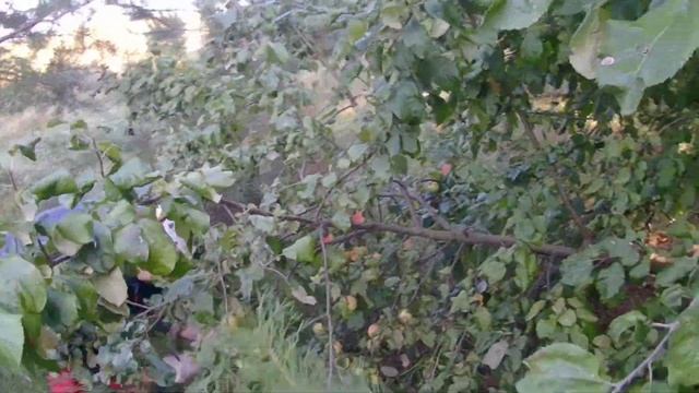 Съездили на мотоблоке за грибами. смотреть онлайн