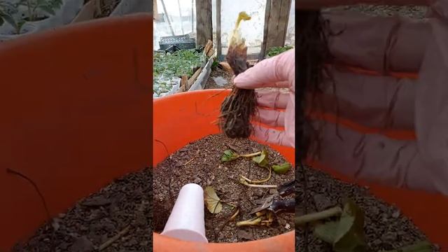 Сорт Альбион. Посадка рассады в стаканчики весной. Конец апреля 2022г. Часть 1 смотреть онлайн