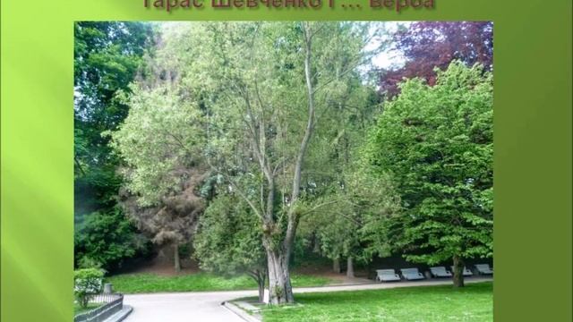 Верба. 2 клас, НУШ.  Розвиток  мовлення.