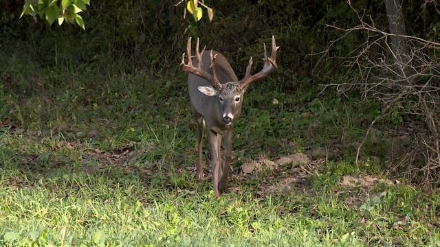 Genesis Whitetails - Trophy Whitetail Hunts смотреть онлайн