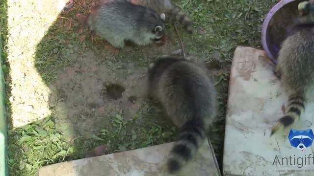 Отчаянный прыжок енота Антика