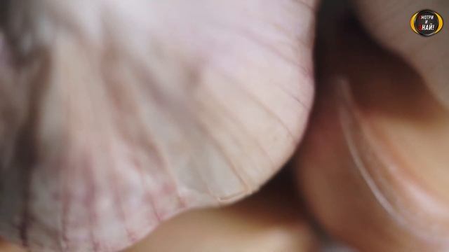 Положите В УХО ЧЕСНОК НА НОЧЬ! Утром Не Поверите Своим Глазам! Вот Что Творит Чеснок в Ухе смотреть онлайн