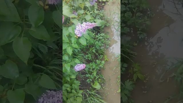 📹 Городская сирень у дороги. смотреть онлайн