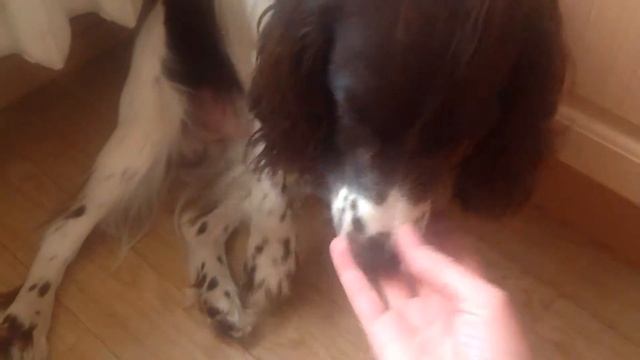 СПАНИЕЛЬ ДАЁТ ЛАПУ.