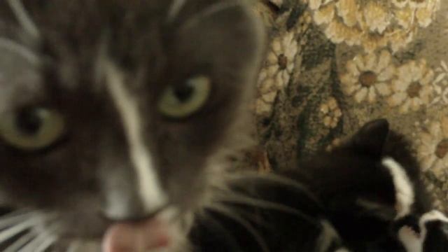 Три мальчика и девочка от Кота нибелунга смотреть онлайн