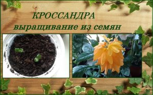 Кроссандра выращивание из семян, уход от посева до цветения