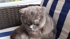 Побил соседский кот / Сильвер злой / смешные животные/ злой Британец