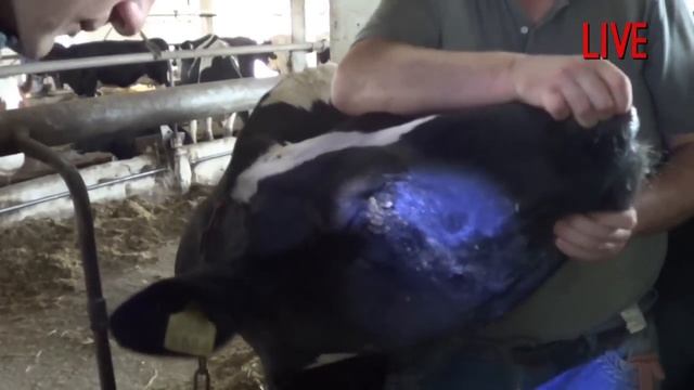 Гнойная рана века у коровы. Purulent wound eyelids the cow смотреть онлайн