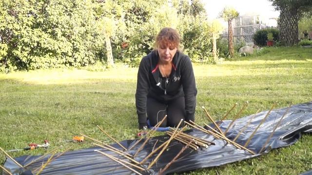 Русская ива. Посадка селекционных черенков ивы