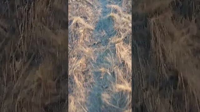 70 кг железа за 2.5 часа на заброшенной ЖД ветки смотреть онлайн