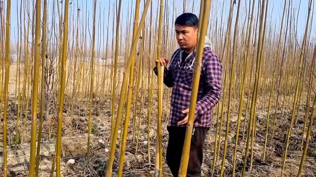 Павловния дарахти кучатлари бахорги мавсум учун М1 ва Шангтонг бор ( Павловния дарахти ) смотреть онлайн