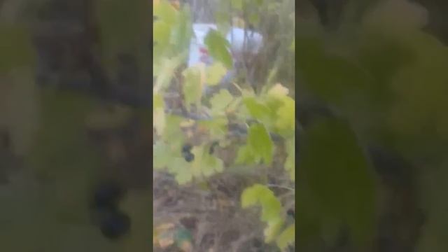 Что такое РЕПИС?! И где он растет?!