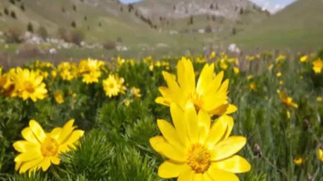 Adonis vernalis or pheasant’s eye смотреть онлайн