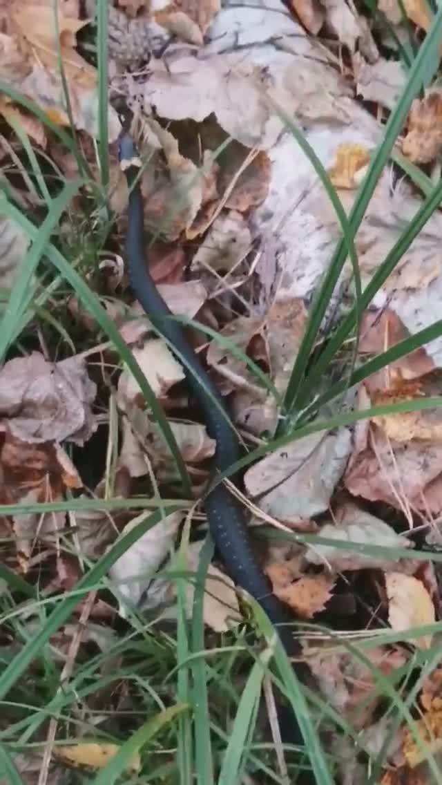 Уж обыкновенный