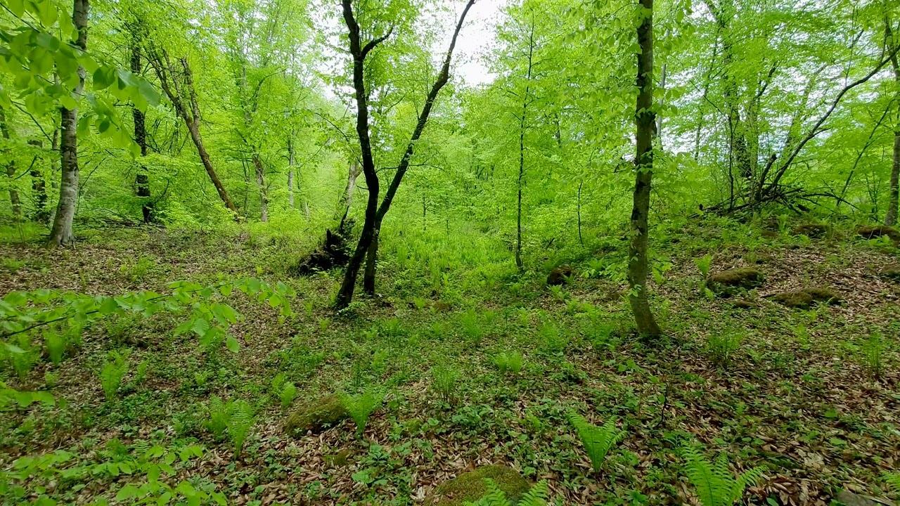 Forest Sounds: Calming Sounds To Help You Relax And Sleep Soundly