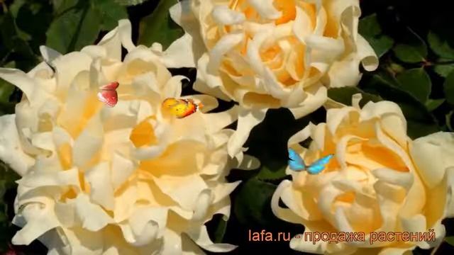 Роза флорибунда Раффлс Раффлс Квин ? обзор: как сажать, саженцы розы Раффлс Раффлс Квин смотреть онлайн