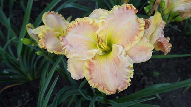 Лилейник APRIL LA QUINTA 9 июля 2017