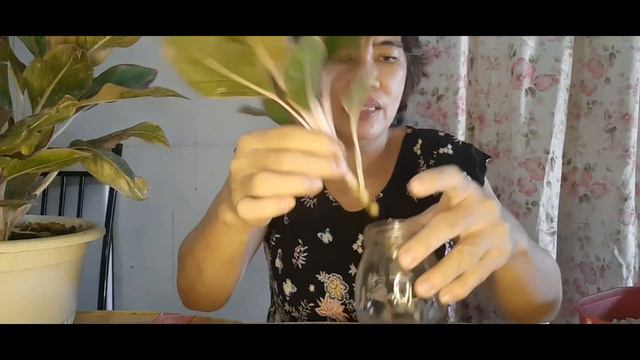 How To Propagate Aglaonema Red Lipstick Through Water And Soil | Vlog #43 | JhieCBvlog смотреть онлайн
