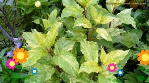 Гортензия метельчатая Шикоку Флэш. Краткий обзор, описание hydrangea paniculata Shikoku Flash