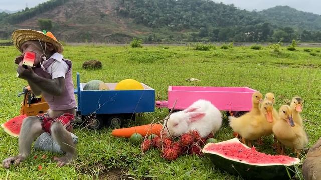 Bim Bim harvest watermelon to make juice for Baby monkey смотреть онлайн