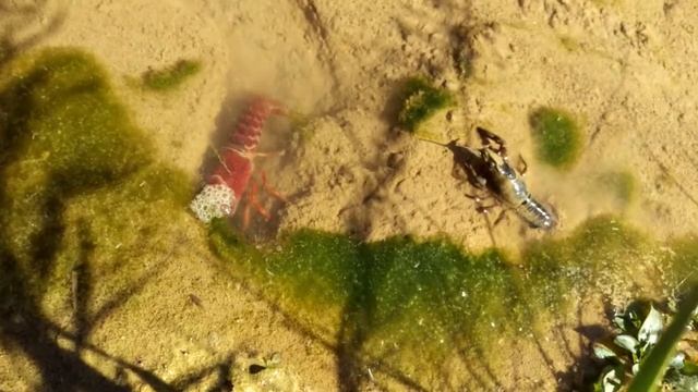Flusskrebse (Astacus astacus?): Verhalten und Hierachie смотреть онлайн