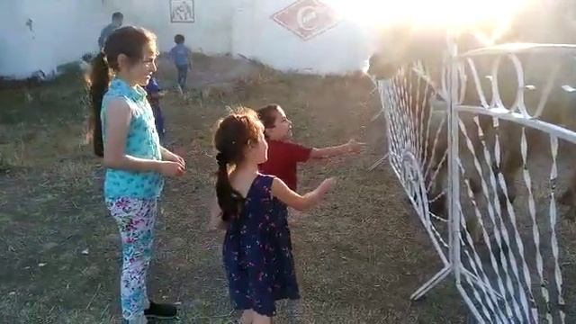 Зоопарк . Хасавюрт. Верблюд кушает травку ? смотреть онлайн