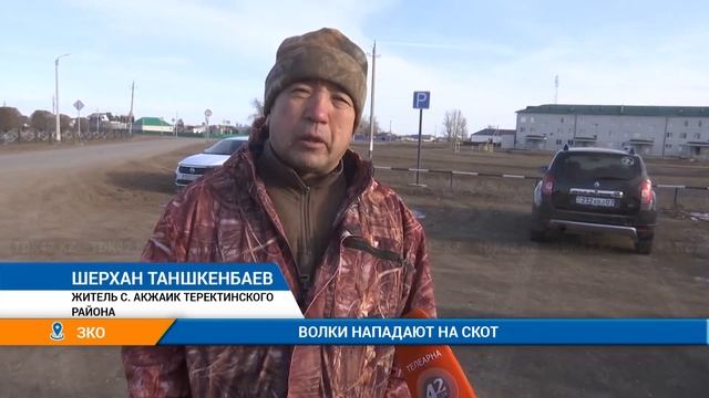 ВОЛКИ НАПАДАЮТ НА СКОТ смотреть онлайн