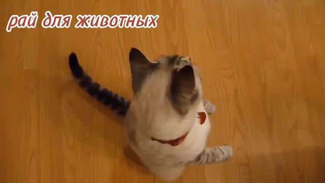 Лучшие звуки и моменты животных: коровы, лошади, бараны, тигры, птицы, кошки, собаки - часть 16 смотреть онлайн