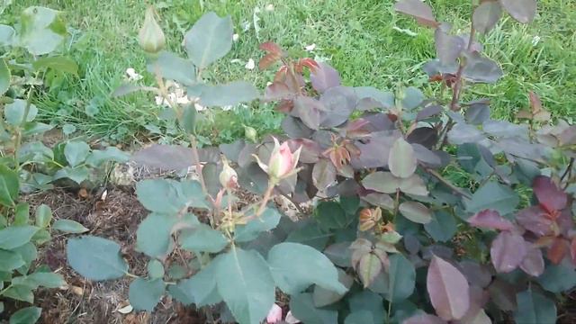 Розы.Мой эксперимент удался. смотреть онлайн