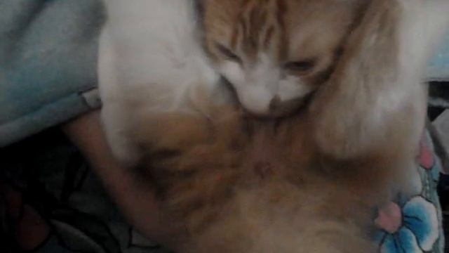 кот сосёт сам у себя смотреть онлайн