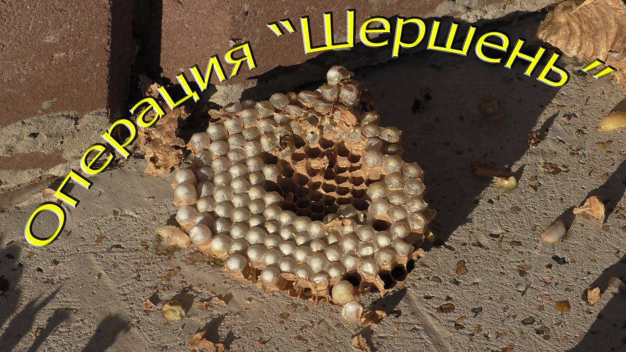 Выведение шершней смотреть онлайн