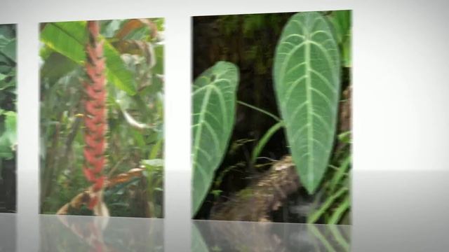 Антуриум величественный (Anthurium Magnificum) - горные тропические леса.
